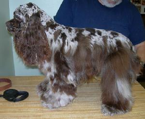 Cocker Spaniel AFTER Cocker Spaniel AFTER